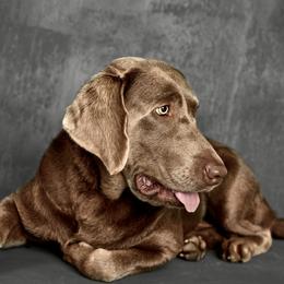 Dilute Retrievers from Excelsior Labradors