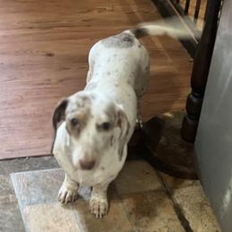 Fancy - Dachshund