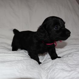 Pixie - Black female Dachshund puppy in Houston, Texas from Winnie’s Royal Doxies