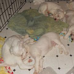 English Setter Puppies from Finlauson's Pet Care Center and Granite State Service Dogs