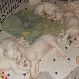 English Setter Puppies from Finlauson's Pet Care Center and Granite State Service Dogs