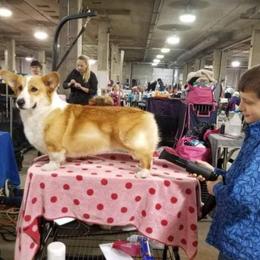 Pembroke Welsh Corgi All Grown Up from Owenby's Corgi's