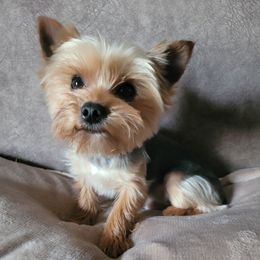 Bourbon  - Yorkshire Terrier
