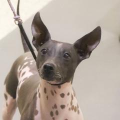 Etsy - American Hairless Terrier