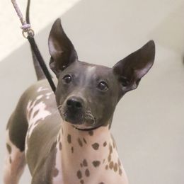 Etsy - American Hairless Terrier