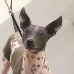 Etsy - American Hairless Terrier