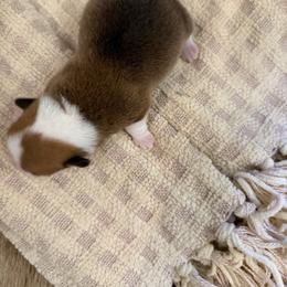 Max - White and red male Pembroke Welsh Corgi puppy in Hinton, Oklahoma from Corgi Farms