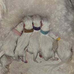 Baby Girl Yellow Pink or Purple - White female Coton de Tulear puppy in Texas from Classy Cotons
