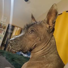 Frida - Xoloitzcuintli