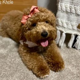 Khole - Goldendoodle