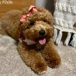 Khole - Goldendoodle