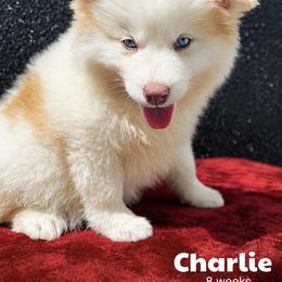 Charlie - Red and white male Pomsky puppy in Winston, Oregon from Arctic Tails Spitz