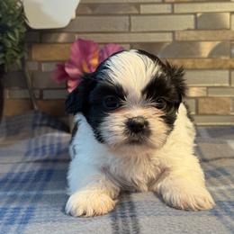Marcie - Black and white female Shih Tzu puppy in Zephyrhills, Florida from Mary’s Shih Tzus