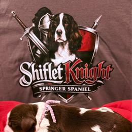 Sarah's girl - White and liver female English Springer Spaniel puppy in Lufkin, Texas from Shifletknight Springer Spaniels