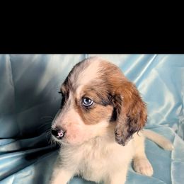 Chip - Parti male Double Doodle puppy in Rockville, Missouri from Parker's Alpine Sheepadoodles