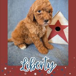 Liberty - Apricot female Goldendoodle puppy in Coarsegold, California from Hobbit Hollow Acres