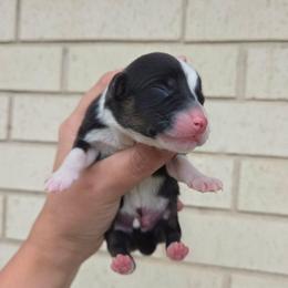 Checkers - Black and tan male American Corgi puppy in Midway, Arkansas from Wildlings & Wild Things Homestead