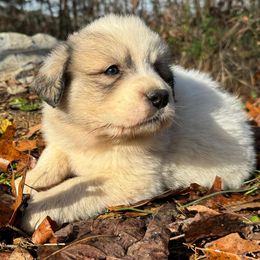 Puppy ID 1018252 - White and badger female Great Pyrenees puppy in Leicester, North Carolina from Randall Glen Pyrenees