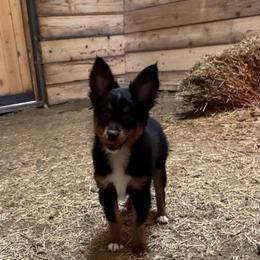 Black tri - Black tri female Toy Australian Shepherd puppy in Billings, Montana from Chapman's Aussies