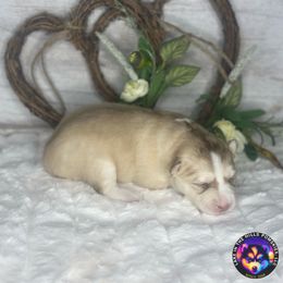 Paris - Silver and white female Pomsky puppy in Schaumburg, Illinois from Lake in the hills Pomskies