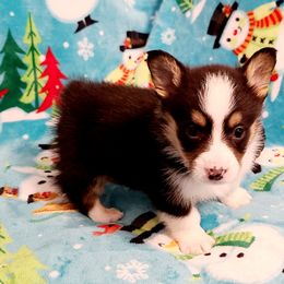 Pembroke Welsh Corgi Puppies from Creme De La Creme Corgis