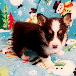 Pembroke Welsh Corgi Puppies from Creme De La Creme Corgis