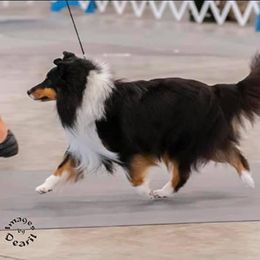 Shetland Sheepdog All Grown Up from Promise Shelties
