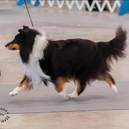Shetland Sheepdog All Grown Up from Promise Shelties