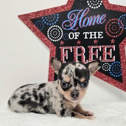 Lani - Blue merle female Chihuahua puppy in Clinton, Missouri from RockyTop Hearts
