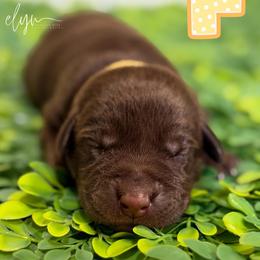 Yellow Female - Chocolate female Labrador Retriever puppy in Carrollton, Virginia from Southern Heritage Retrievers