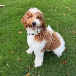 Mini goldendoodle - Goldendoodle