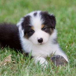 Vibrato - Black tri-color male Australian Shepherd puppy in Stephenville, Texas from Diamond H Aussies