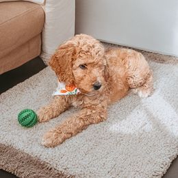 Gatsby - Apricot male Poodle puppy in Phoenix, Arizona from Moonshine Kennels AZ