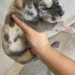 Great Dane Puppies from Parker's Great Danes