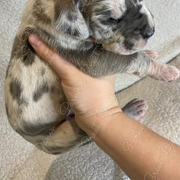 Great Dane Puppies from Parker's Great Danes