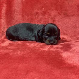 Brea - Black and tan female Dachshund puppy in Richmond, Virginia from Paw Prints