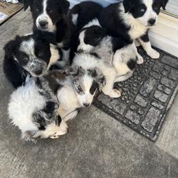 Border Collie Puppies from Roaring River Border Collies