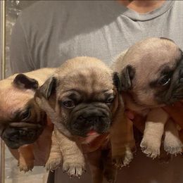 French Bulldog Puppies from Tribe of Judah Kennel