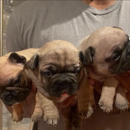 French Bulldog Puppies from Tribe of Judah Kennel