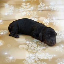 SEDONA - AKC Full Import Bloodline - Blue and tan female Dachshund puppy in Graceville, Florida from Misty's 101 Doxies