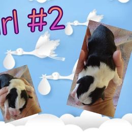 Pembroke Welsh Corgi Puppies from Country Rain Corgis