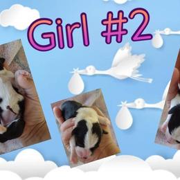 Pembroke Welsh Corgi Puppies from Country Rain Corgis