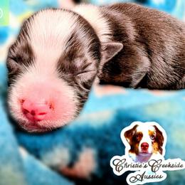 Hugo - Blue merle male Miniature Australian Shepherd puppy in Punta Gorda, Florida from Christie's Creekside Aussies
