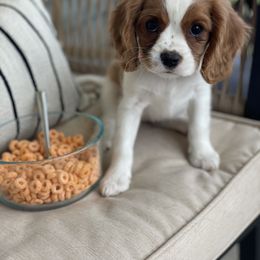 Cavalier King Charles Spaniel Puppies from Colorful Cavaliers