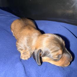 Dachshund Puppies from Jedi Weiner Ranch