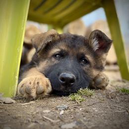 German Shepherd Puppies from Auf der Marquis German Shepherds