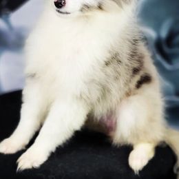 Miniature Australian Shepherds, Shetland Sheepdogs, and Toy Australian Shepherds from Southpaw Herders LLC