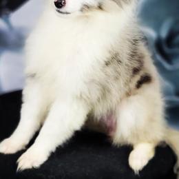 Miniature Australian Shepherds, Shetland Sheepdogs, and Toy Australian Shepherds from Southpaw Herders LLC