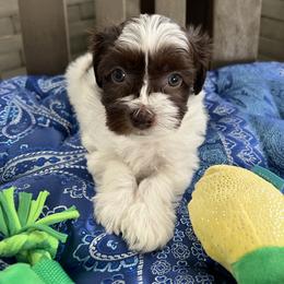 Mateo - Chocolate male Havanese puppy in Pima County, Arizona from Havanese of the Sonoran Desert