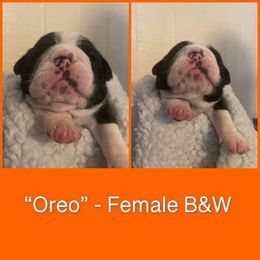 Bulldog Puppies from Sanford and Son Bulldogs